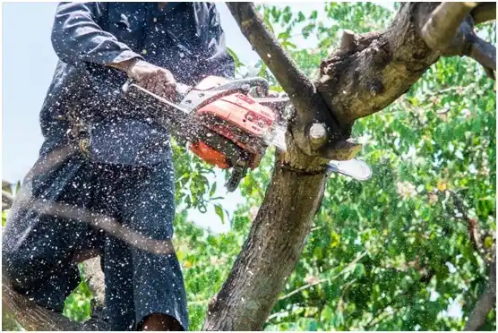 tree services Kent